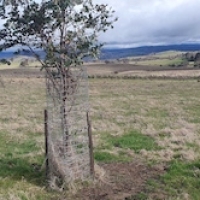 Paddock Tree Progression